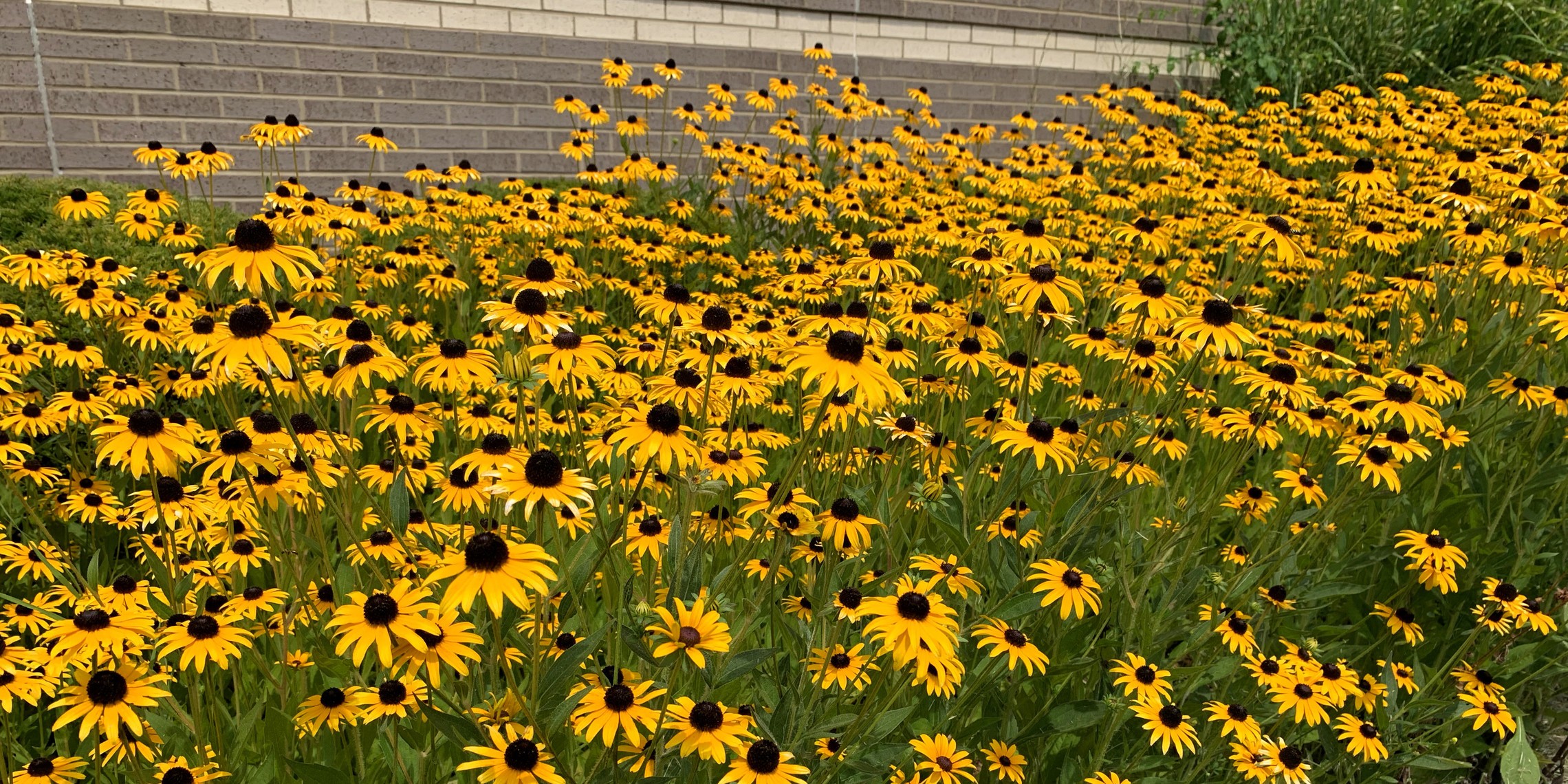 Flowers03