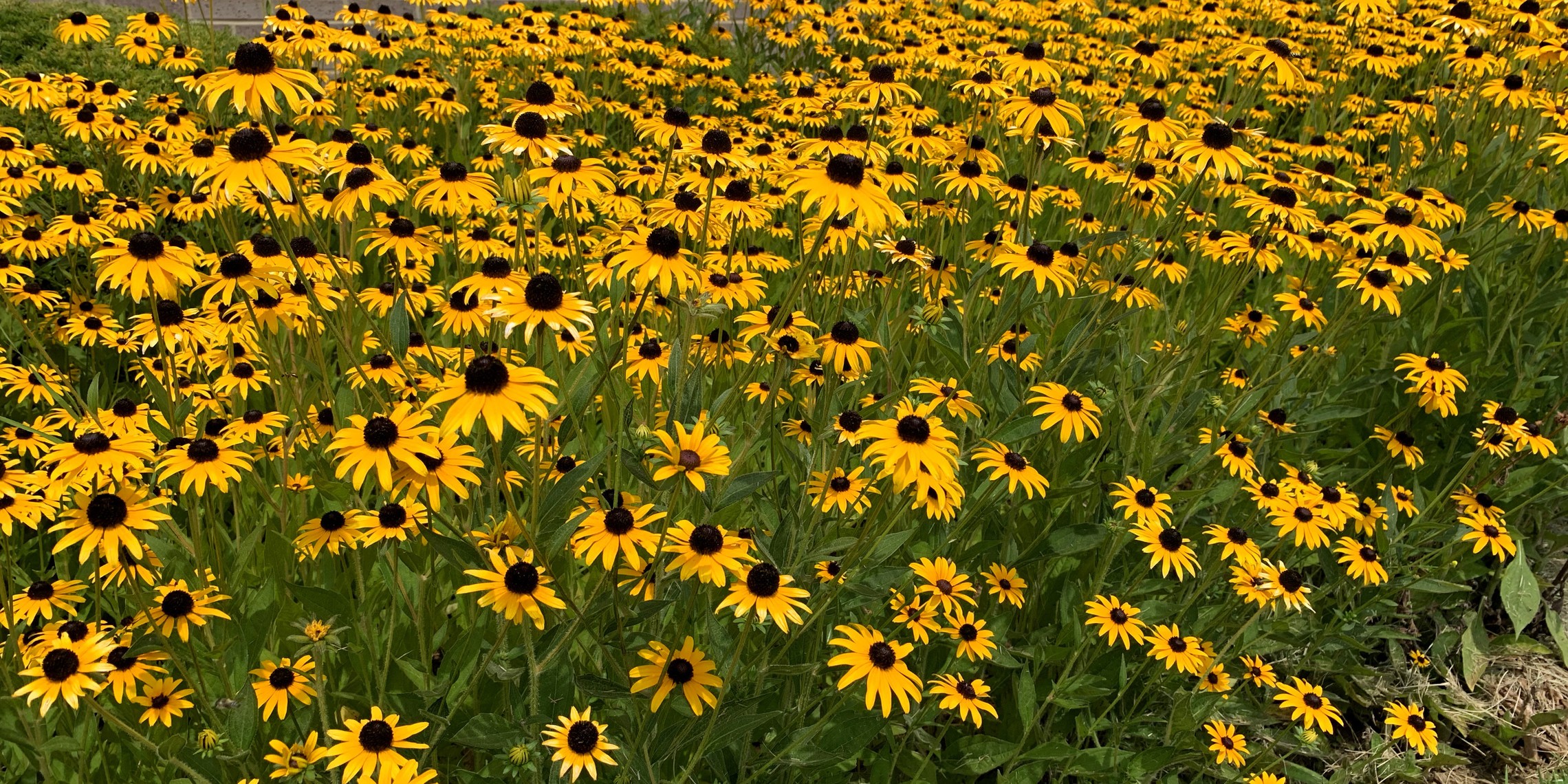 Flowers03