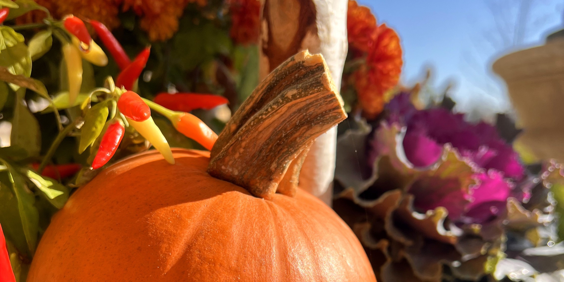 Pumpkin and Fall flowers